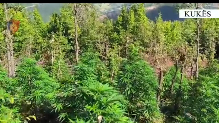 Vijon intensivisht megaoperacioni policor anticannabis, i koduar “Territor i pastër”