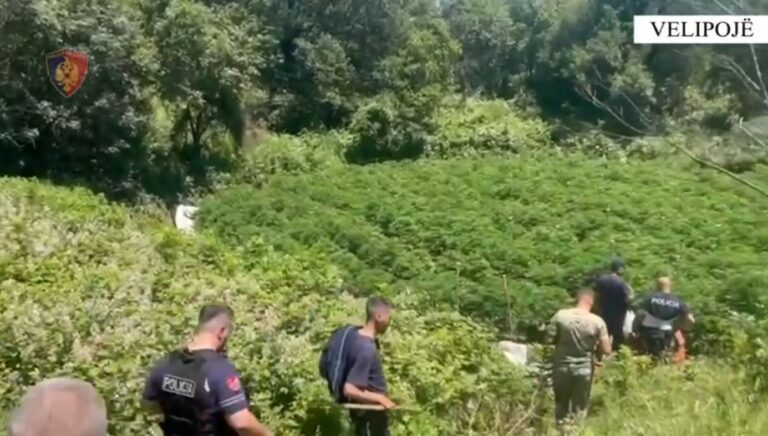 Velipojë, operacioni policisë “Territor i pastër”, asgjeson 24 759 bimë cannabisi