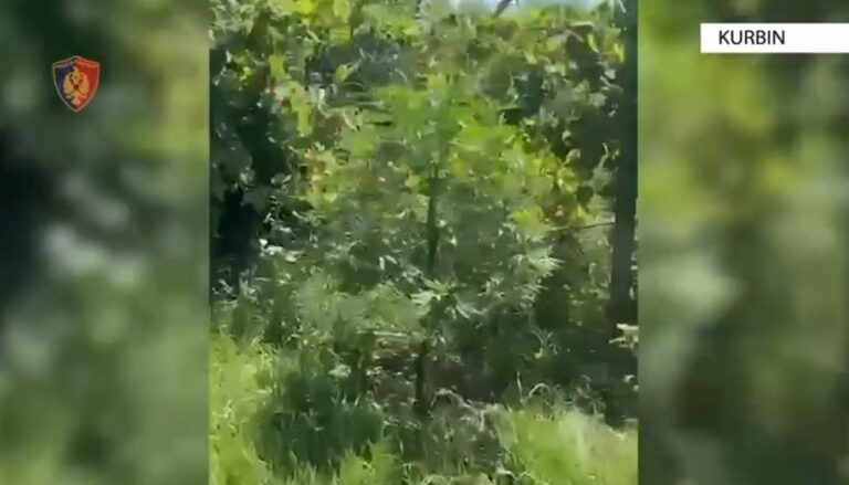 Finalizohet operacioni policor i koduar “Cousins” në Kurbin