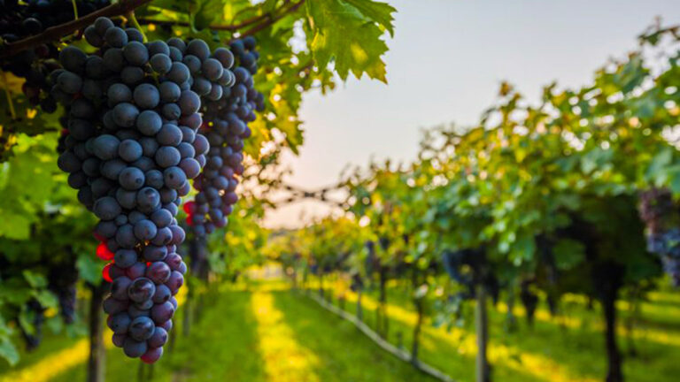Produktet shqiptare të vreshtarisë do t’i përkasin tashmë edhe ambicies globale të konkurrimit