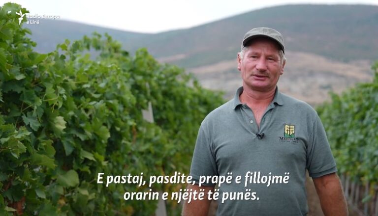 VIDEO/ ”Nga mëngjesi deri në mbrëmje”, vreshtarët ankohen se puna e rëndë nuk po u shpaguhet