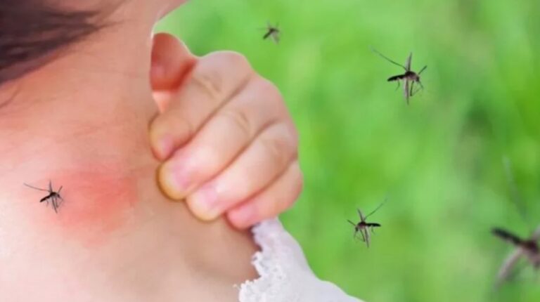 Konfirmohen 3 raste të reja me virusin “Ethet e Nilit” në Elbasan, si paraqitet gjendja e tyre