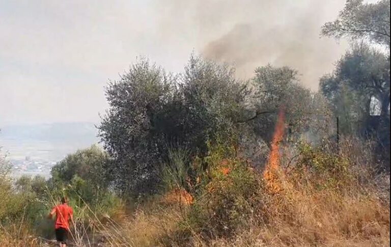 Elbasan/ Zjarri përfshin kodrat me ullinj, zjarrfikësit “në luftë” me flakët
