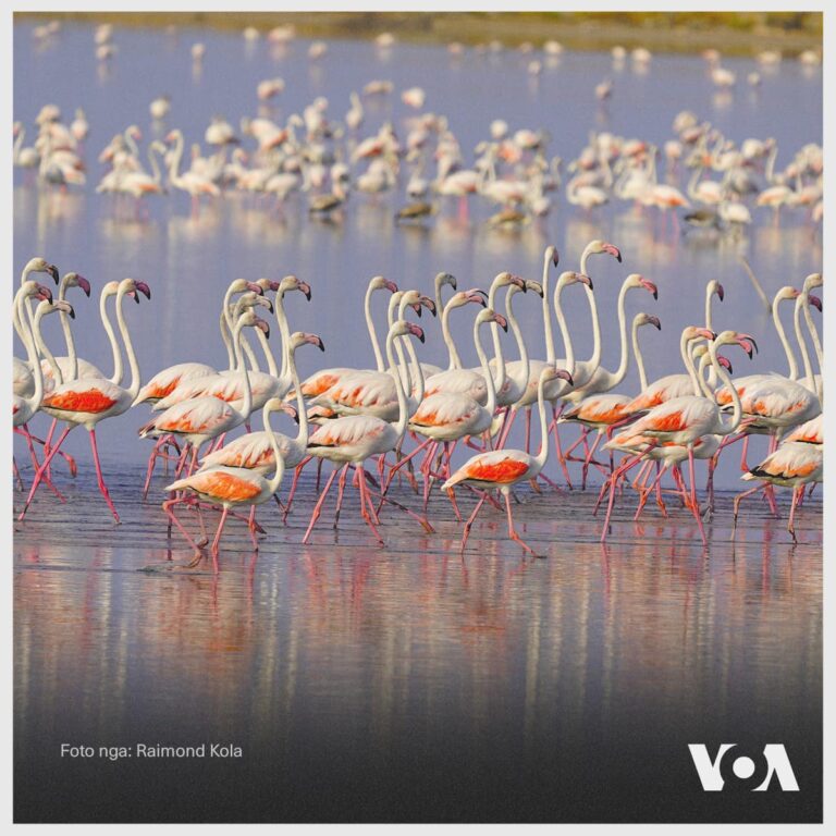 Pamje mbresëlënëse, flamingot në Lagunën e Nartës (FOTO)