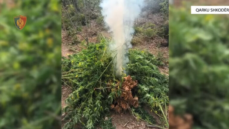 Shkodër, vijon intensivisht megaoperacioni policor anticannabis, “Territor i pastër”