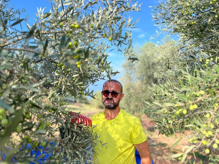 Rama: U kthye nga Italia, i riu ka 5 mijë rrënjë ullinj dhe 50 punëtorë