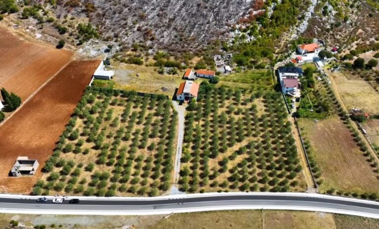 Rama: Fermerët shtojnë plantacionet e ullirit në Malësi të Madhe