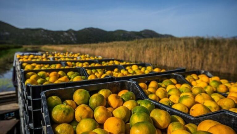 21 mijë kilogramë mandarina me pesticide