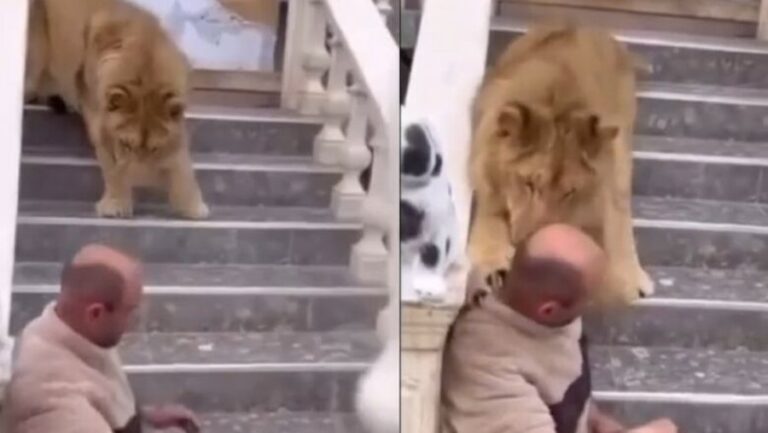 Videoja virale e luanit që kafshoi një burrë, 52-vjeçari: E gjeta në rrugë
