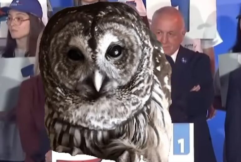 Rama ironizon sërish Berishën me videon e bufit