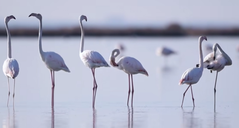 Rama ndan pamje nga fluturimi i flamingove në lagunën e Karavastasë: Shqipëria e bukur