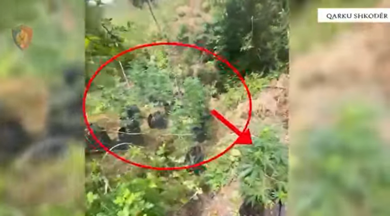 Aksioni policor “Koordinata”, gjen dhe asgjësohen 625 bimë të dyshuara narkotike cannabis sativa