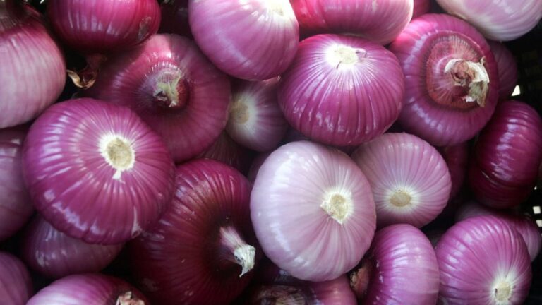 Qepa e kuqe, aleat i fuqishëm në luftën kundër kancerit