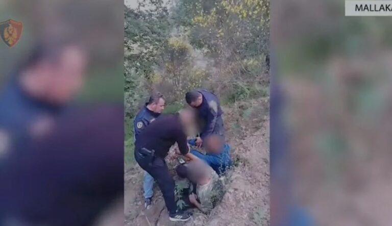 Parcelë me drogë në Mallakastër. Asgjësohen mbi 1800 fidanë kanabis, dy persona në pranga