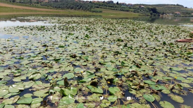 Liqeni i Seferanit, pasqyrë e natyrës dhe kujtesës në zemër të Belshit, ku na çon adhurimi ynë i të bukurës
