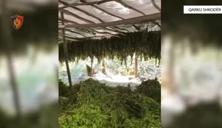 “Koordinata” në Shkodër, gjen dhe asgjëson 16 755 bimë të dyshuara Cannabis Sativa, sekuestron 320 kg degë me boçe
