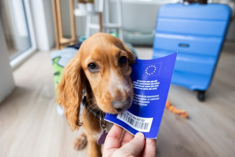 Vendet që nuk lejojnë hyrjen e kafshëve shtëpiake pa “pasaportë” dhe çertifikim shëndetësor veterinar