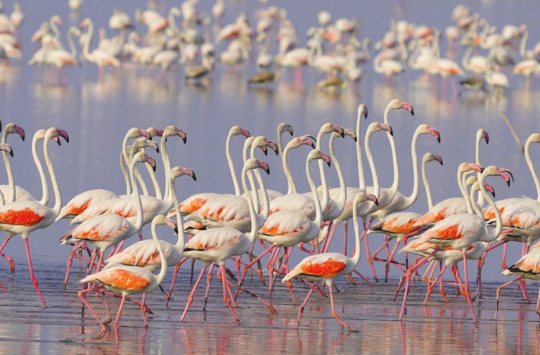 Flamingot rozë në Luginën e Nartës, kryeministri Edi Rama poston videon unike