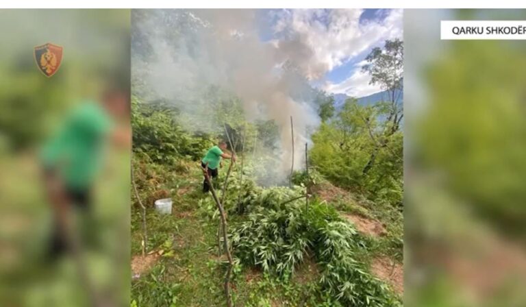 Asgjësohen afo 1 mijë bimë kanabisi në Shkodër, shpallet në kërkim 52-vjeçari