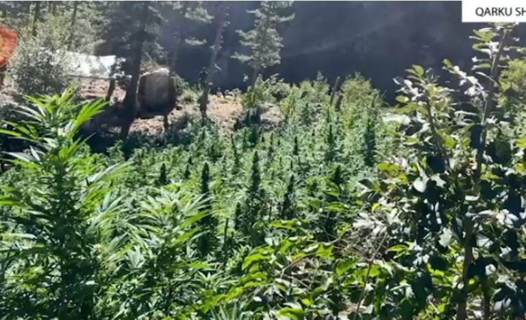 Operacion antidrogë në Krujë, agjësohen 5 mijë bimë kanabisi në 100 parcela