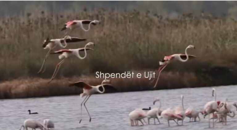Buqetë pamjesh nga shpendët e ujit (VIDEO)