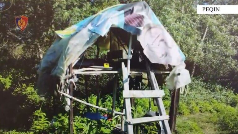 Operacion antidrogë në Peqin. 5 të arrestuar, 1 procedim dhe 1 në kërkim