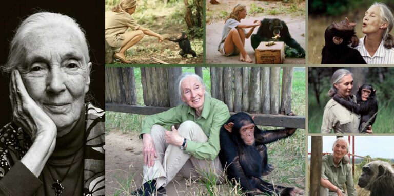 POST MORTEM/ Jane Goodall, gruaja që shembi kufijtë e ngurtë mes njeriut dhe pjesës tjetër të krijesave