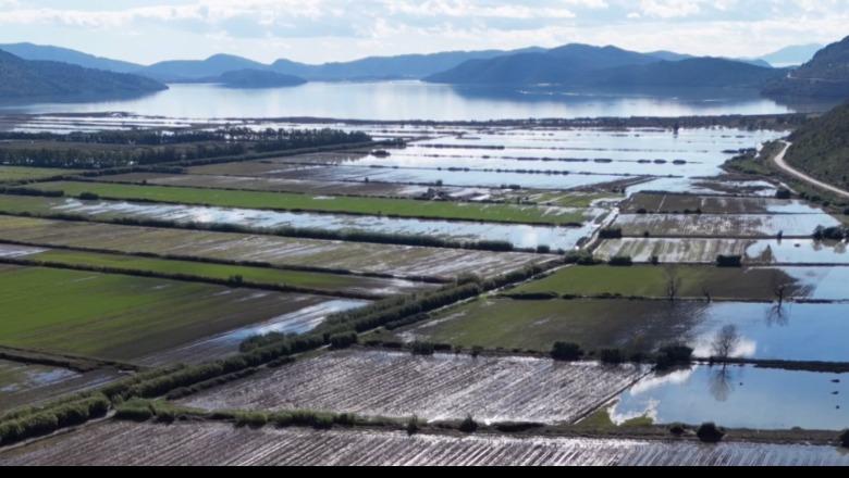Moti i keq në Sarandë  rreth 700 krerë bagëti të imta të mbytura