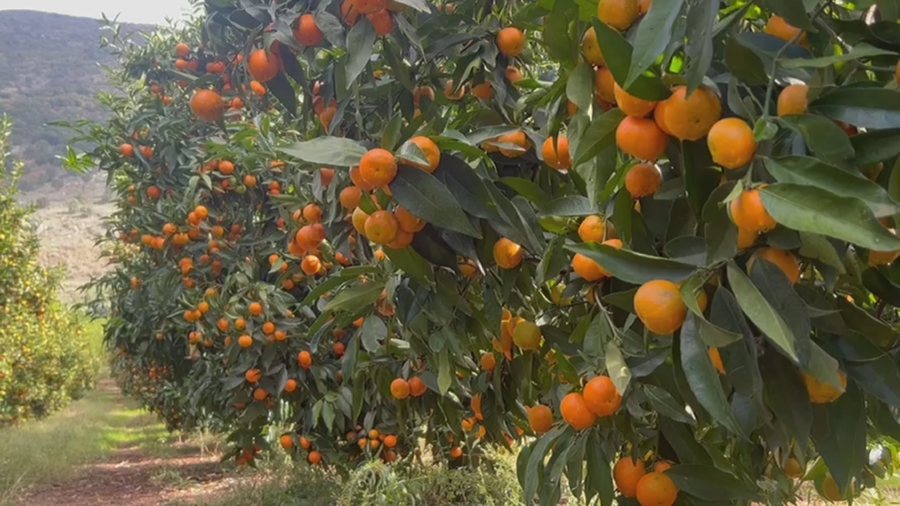 mandarinat-me-pesticide-fermeret-e-xares-kryejne-analizat-ne-jemi-te-paster