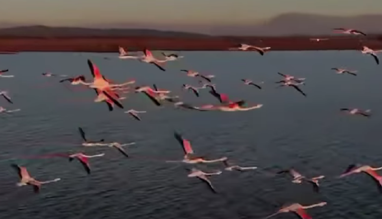 Rama poston pamjet, flamingot shfaqje magjike në Parkun Kombëtar ”Divjakë-Karavasta”
