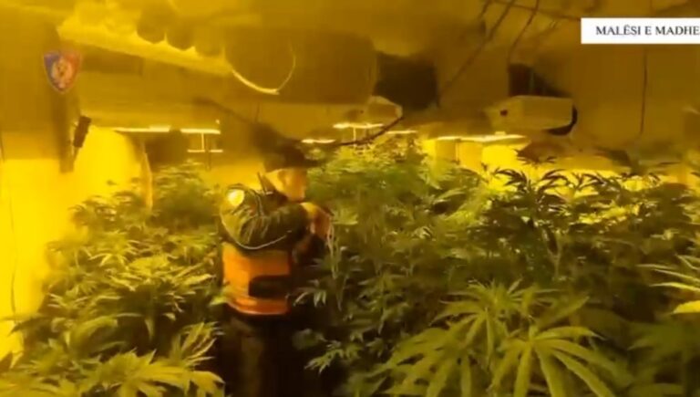 Zbulohet laborator kanabisi në Malësi të Madhe, 6 të arrestuar