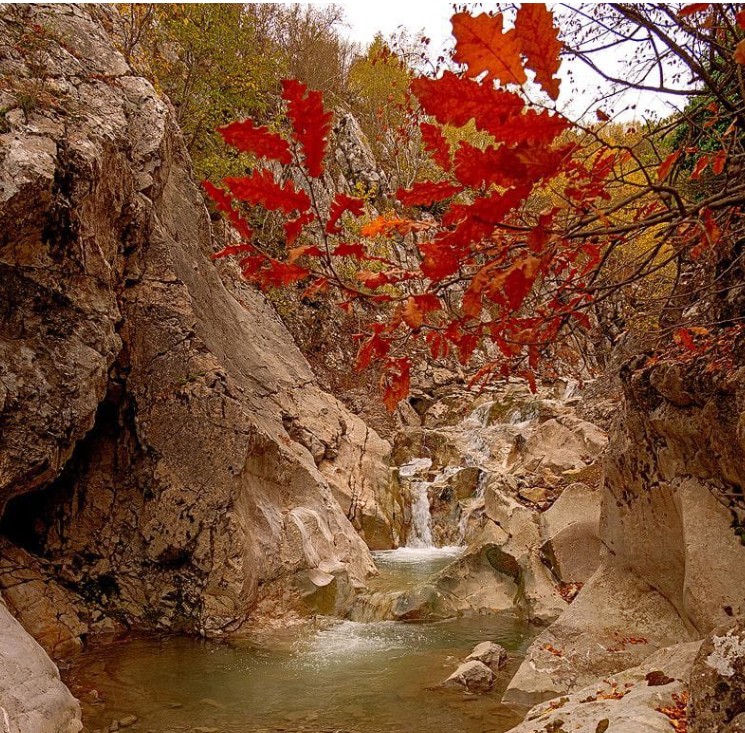 borova-ne-kolonje-vishet-me-ngjyrat-magjike-te-vjeshtes