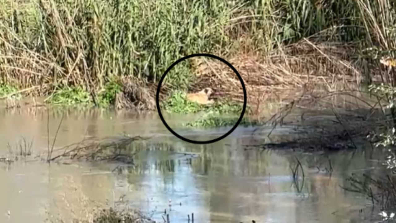 Kafsha mbetet nën ujë  ndërhyjnë Forcat e Armatosura për ta shpëtuar