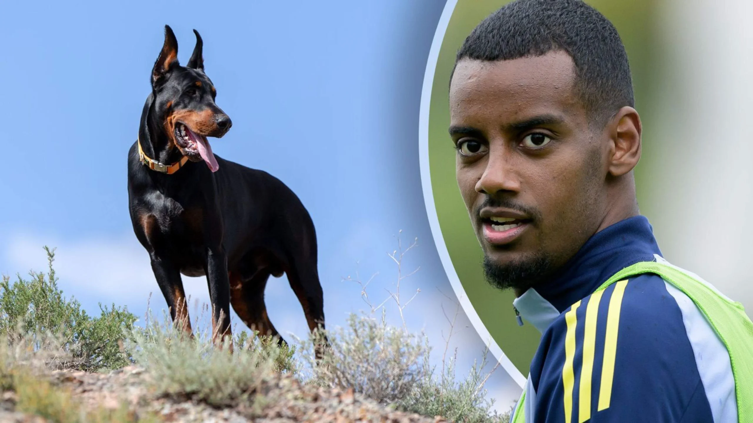 u-kercenua-nga-tifozet-e-suedise-isak-blen-nje-qen-per-t-u-mbrojtur