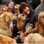 A kanë qentë një “shqisë të gjashtë” për tërmetet e rrezikun