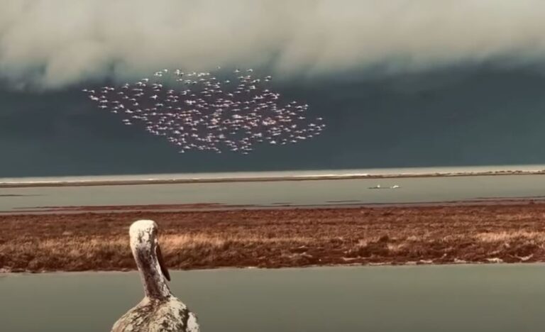 Flamingot dhurojnë spektakël mbi Parkun Kombëtar Divjakë – Karavasta (VIDEO)