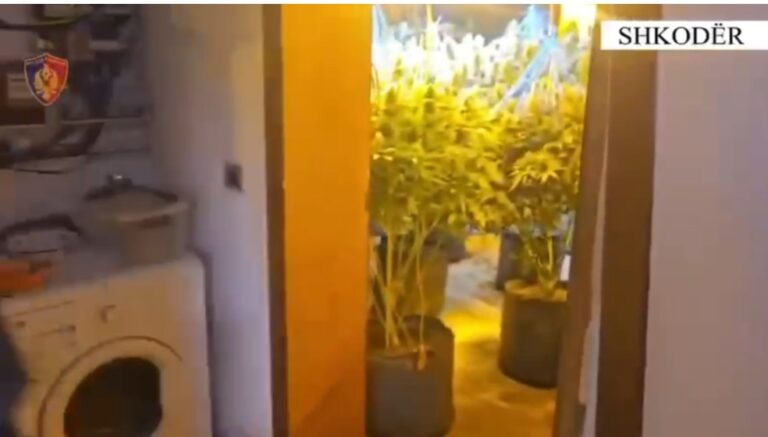 Banesën me qera e ktheu në shtëpi bari, arrestohet i riu në Shkodër, në pranga dhe punonjësi i OSHEE