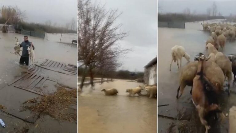 Moti i keq, fermeri në Zadrimë nxjerr delet nga stalla blegtoral