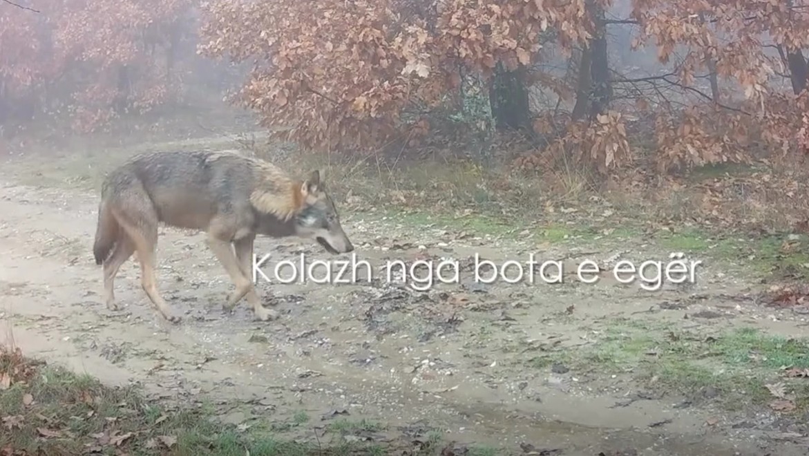 Pamjet e rralla të botës së egër në parqet kombëtare