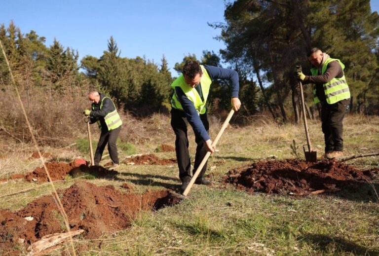 Elbasani gjelbërohet. Mbi 14 mijë pemë të mbjella, Krasta në qendër të fushatës së pyllëzimit