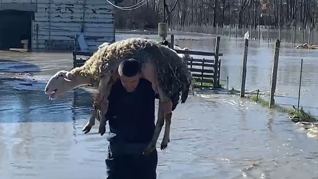 Dalja e lumit Seman nga shtrati  përmbyten stallat e bagëtive dhe pularive  fermerët apel për ndihmë
