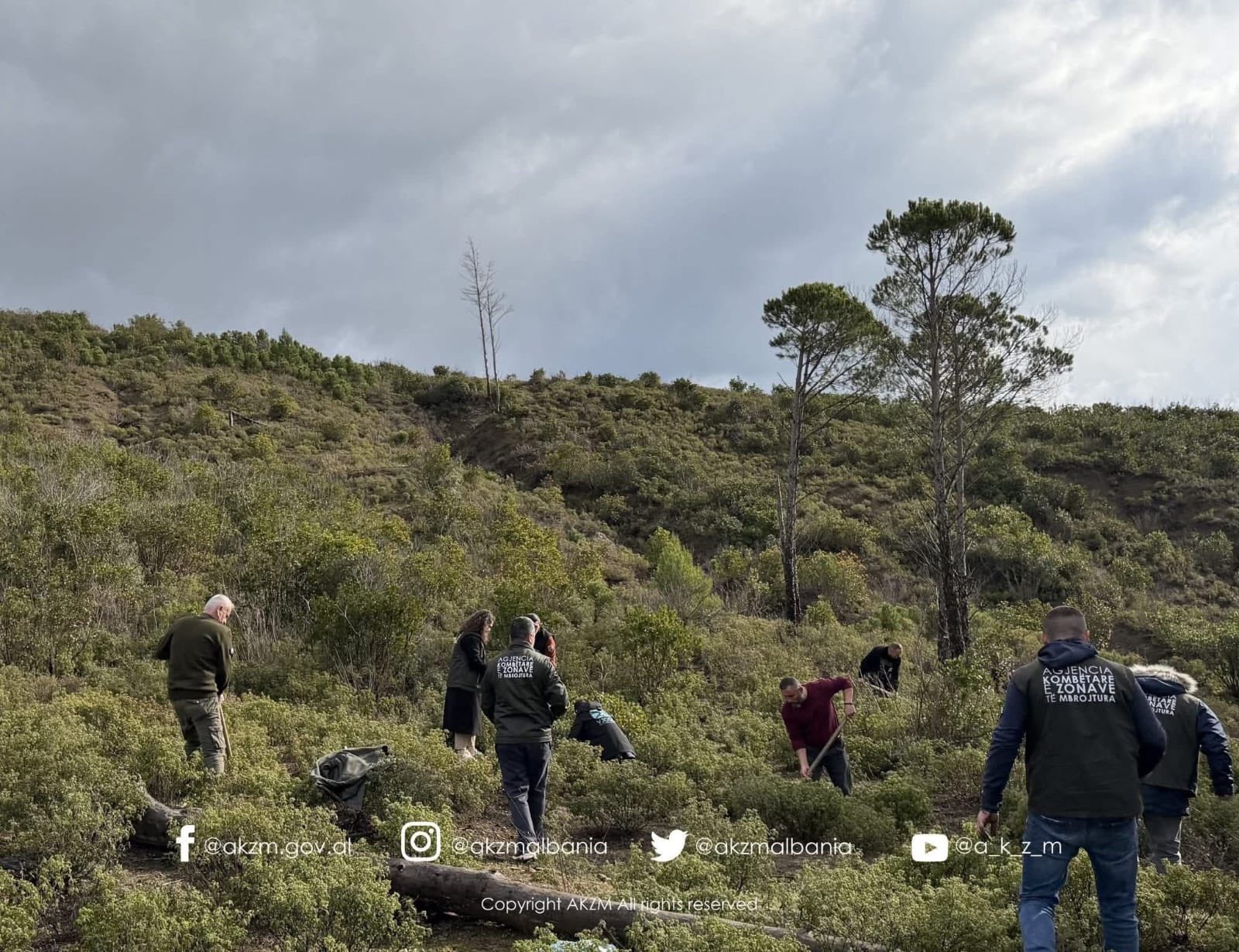 rama-pyjeve-tona-i-jane-shtuar-360-mije-fidane-te-rinj