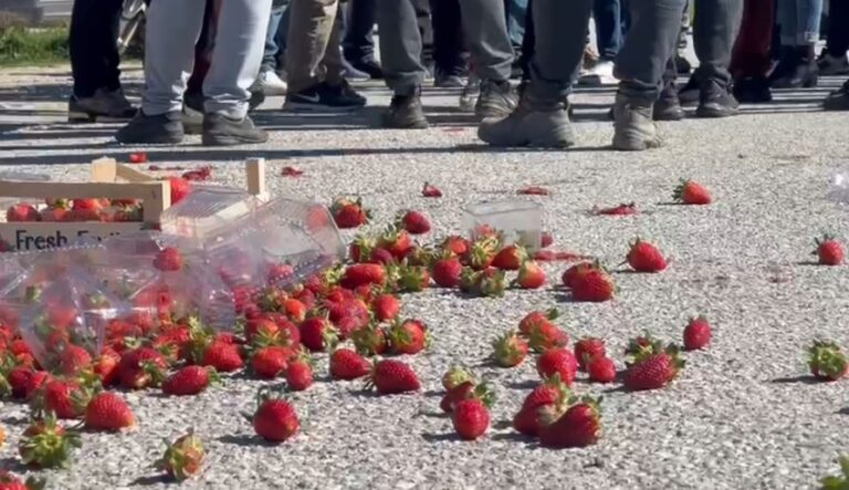 Çmimi i ulët i luleshtrydheve, fermerët e Fierit dalin në protestë