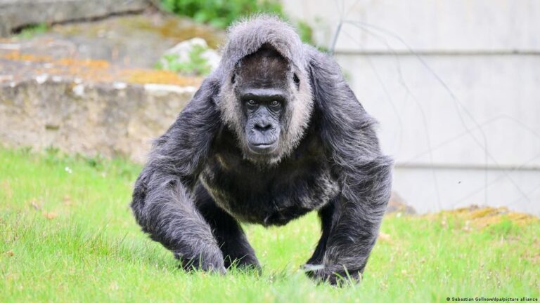Gorilla më e vjetër në botë feston ditëlindjen në Kopshtin Zoologjik të Berlinit