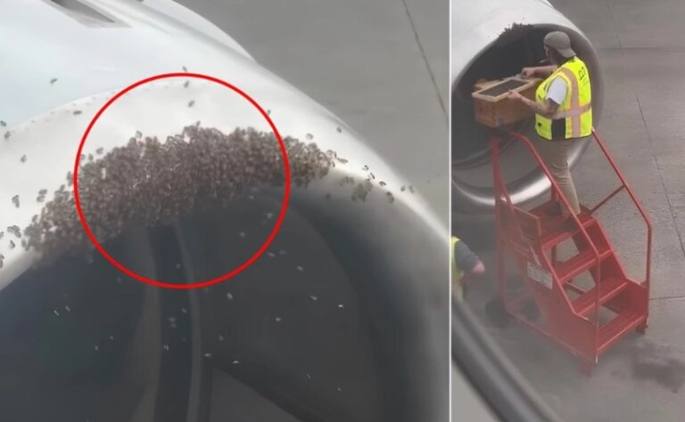 Kosherja e bletëve zbulohet brenda motorit të avionit (VIDEO)