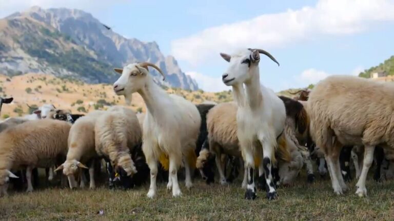 Kosova ndalon importin e deleve dhe dhive nga Shqipëria
