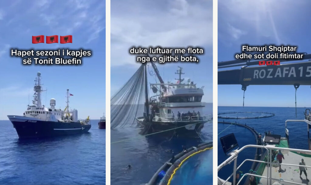 Gjergj Luca njofton nisjen e sezonit të tonit Bluefin, flamuri shqiptar triumfues në betejat e rivalitetit të flotës “Rozafa” në Mesdhe