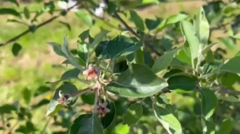 Ngricat dëmtojnë rëndë frutat në Devoll, fermerët raportojnë deri në 100% humbje