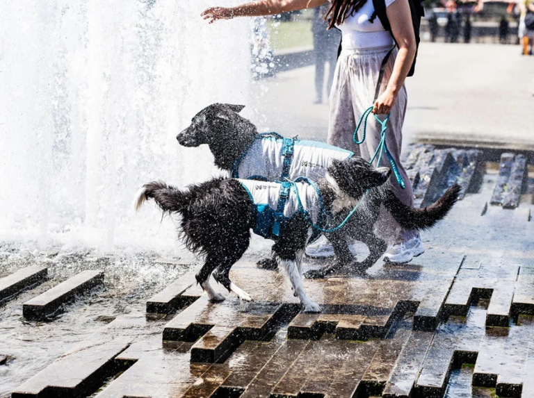 Temperatura ekstreme deri në 50°C në Evropë, rritet rreziku për qentë dhe macet