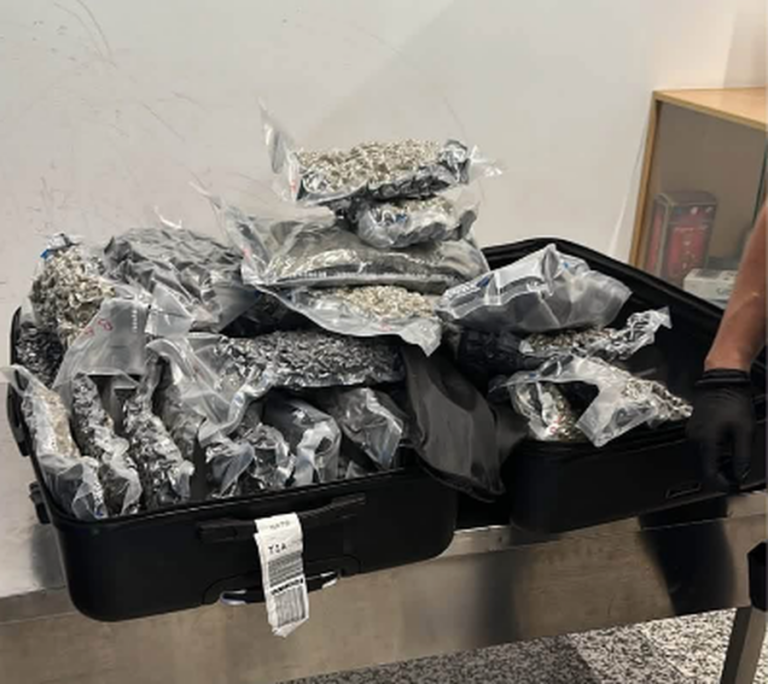 Sekuestrohen 46 kg kanabis në Rinas, dy persona nën hetim